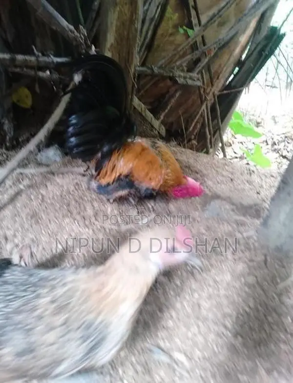 Farm Hen
