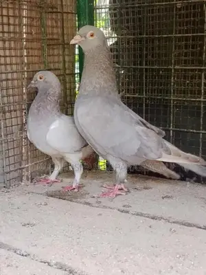 Pigeons