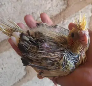 Cocktail bird