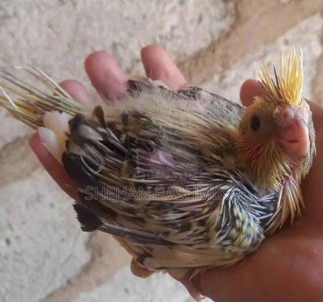 Cocktail bird