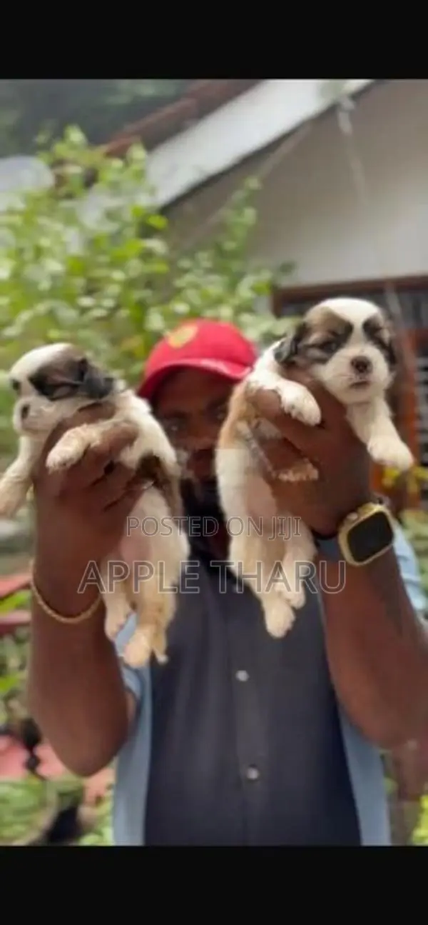Shih Tzu Puppies