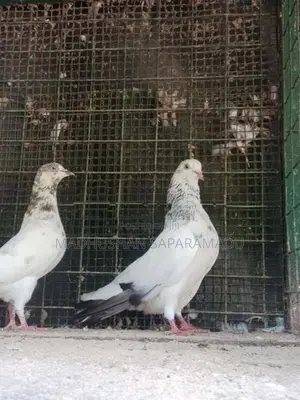 pigeon