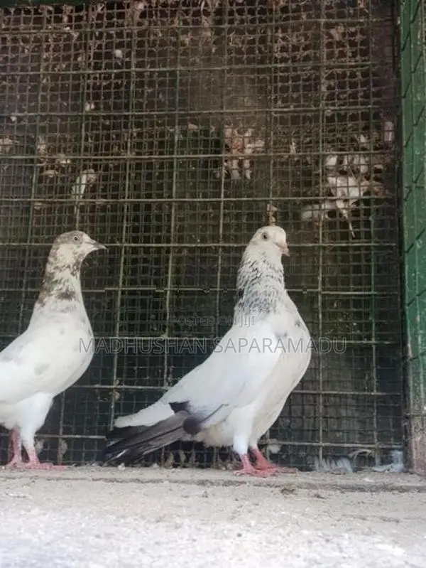 pigeon
