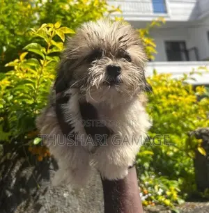 Shih Tzu Puppy