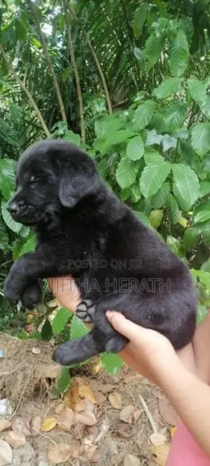 Labrador Black Puppies