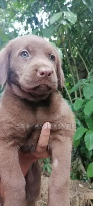 Labrador brown puppies .