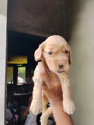 Cockers spaniel puppy
