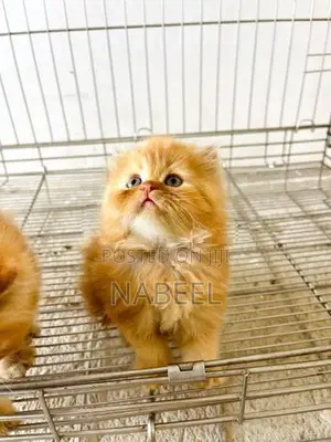 Ginger Kittens
