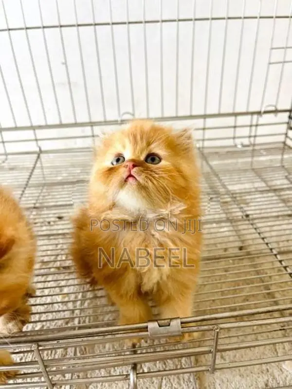 Ginger Kittens