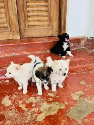 Lion Pomeranian