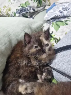 persian