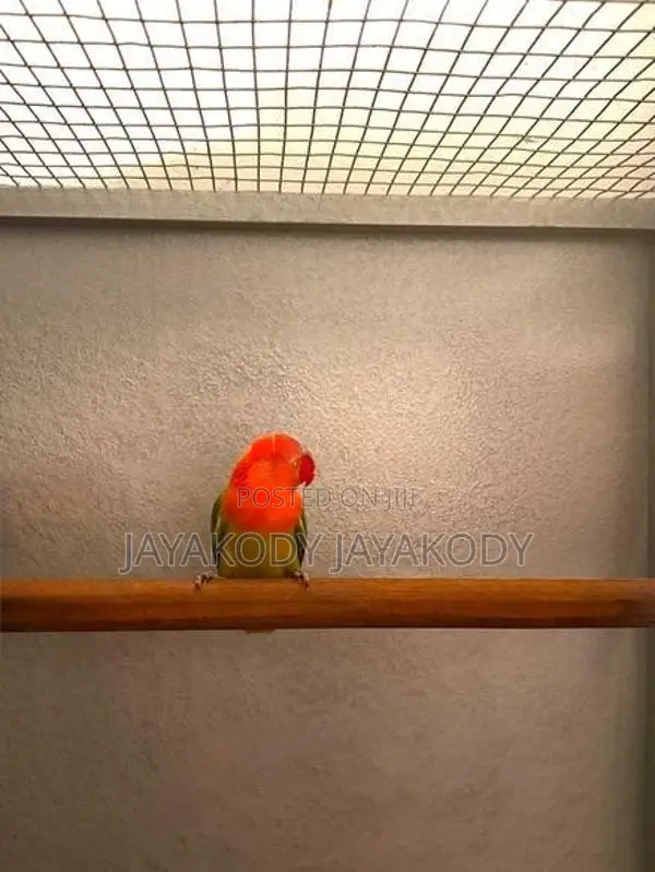 Green euwing opaline male