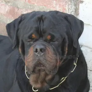 Rottweiler puppies