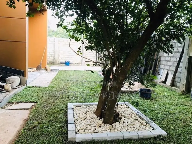 Malaysian grass