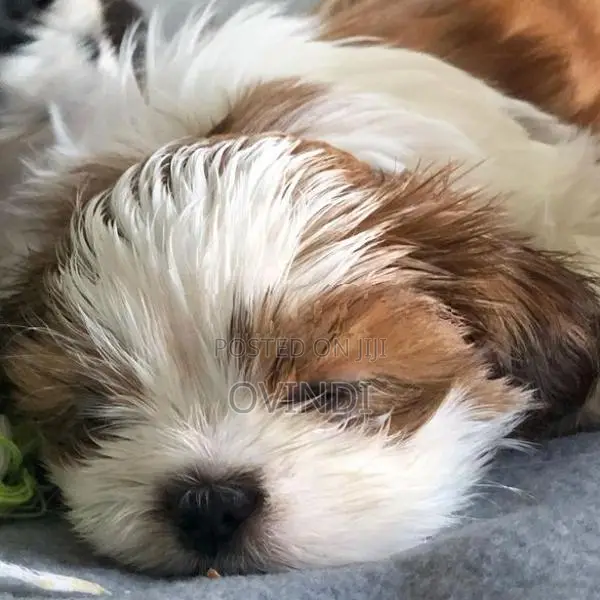 Shitzu Puppies