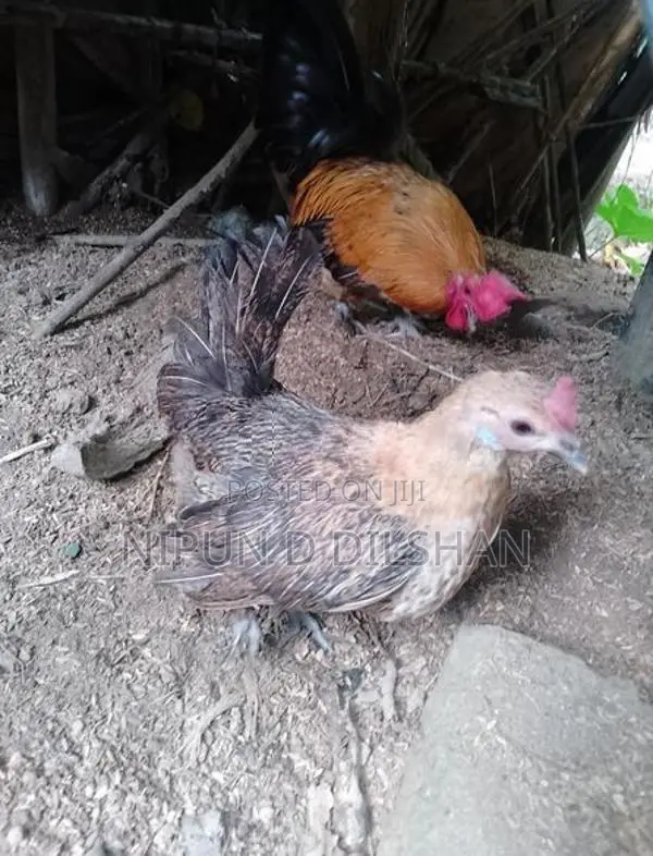 Farm Hen