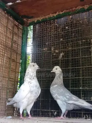 Pigeons