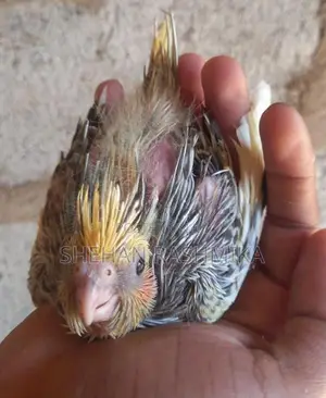 Cocktail bird