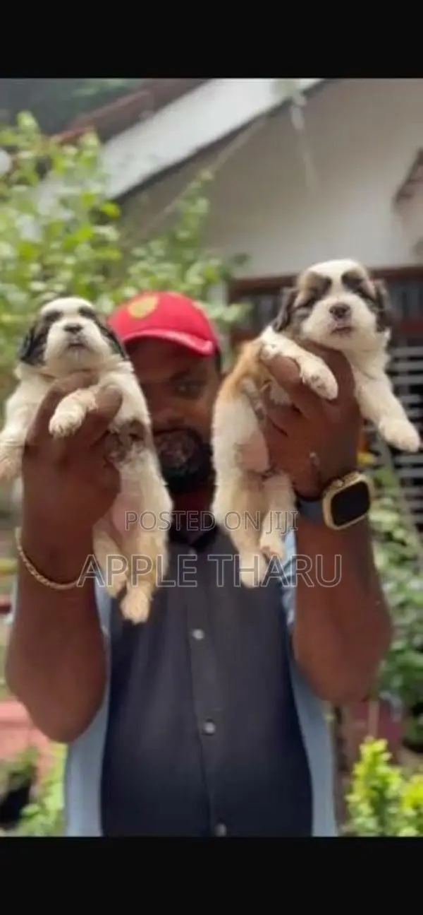 Shih Tzu Puppies