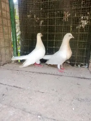 pigeon
