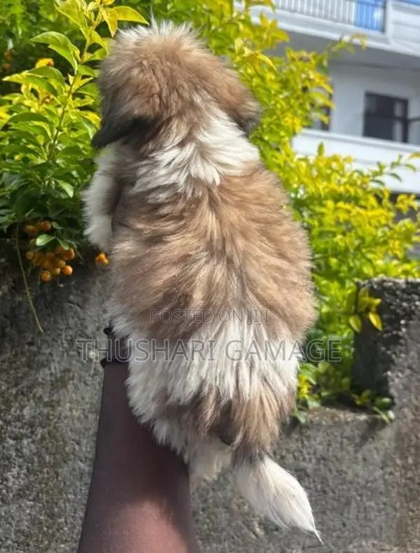 Shih Tzu Puppy