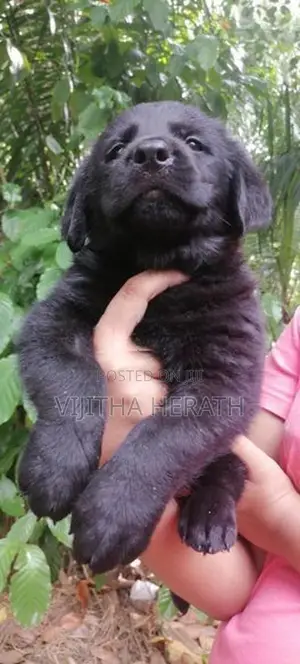 Labrador Black Puppies