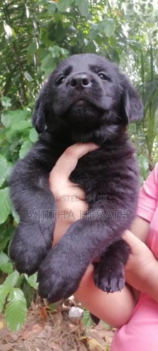 Labrador Black Puppies
