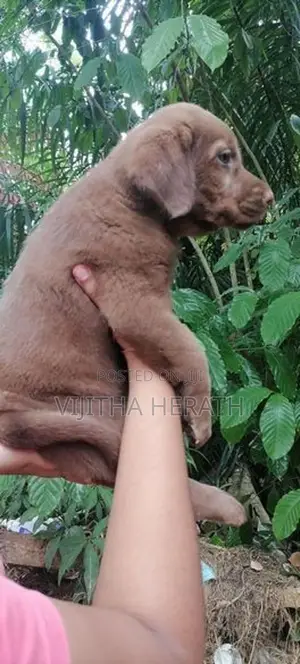Labrador brown puppies .