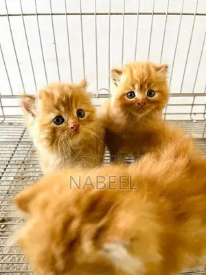 Ginger Kittens