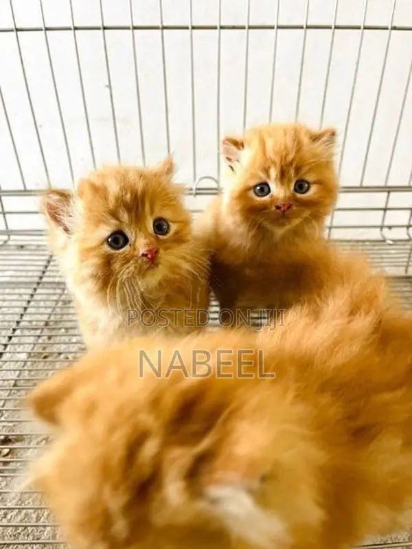 Ginger Kittens