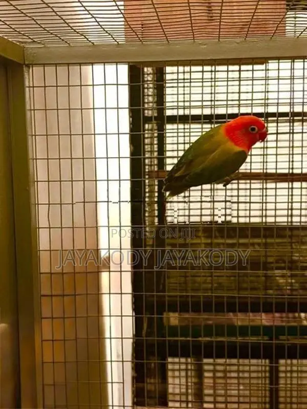 Green euwing opaline male