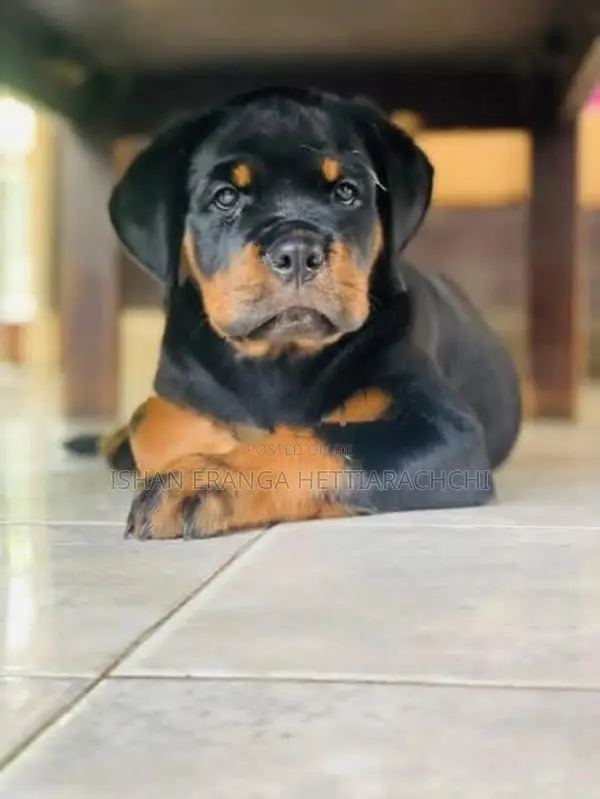 Rottweiler puppies