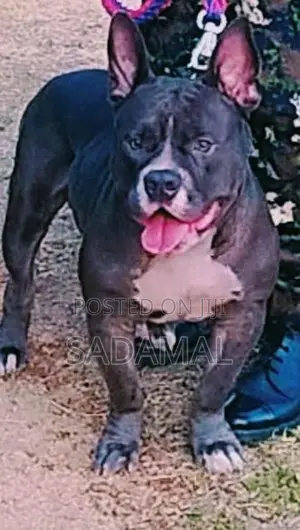 American Bully Crushing