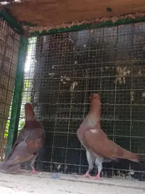 Pigeons