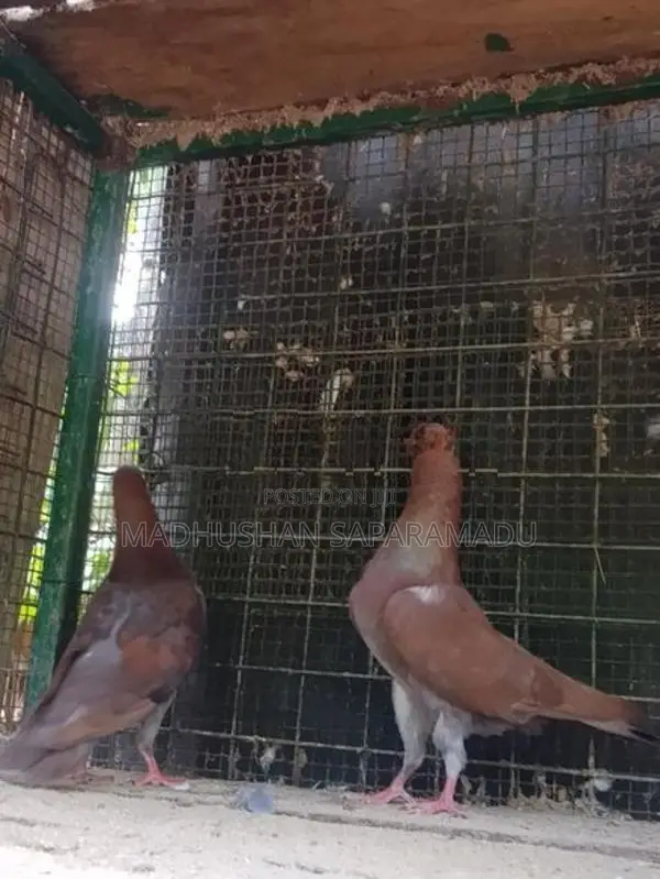 Pigeons