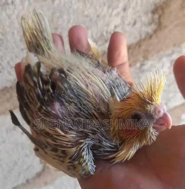 Cocktail bird