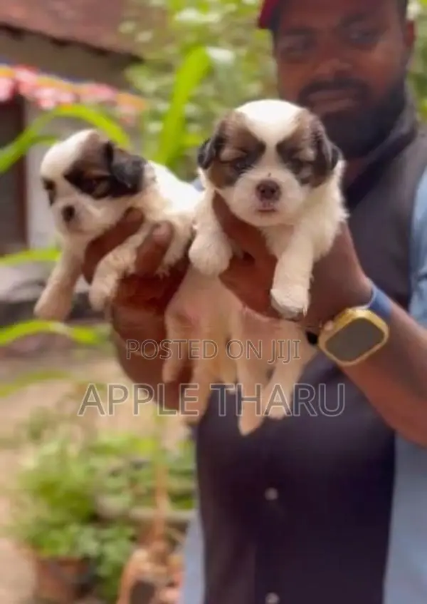 Shih Tzu Puppies