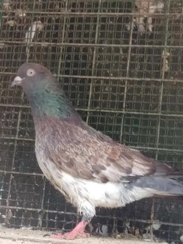 pigeon
