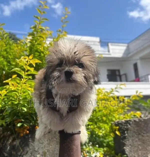 Shih Tzu Puppy