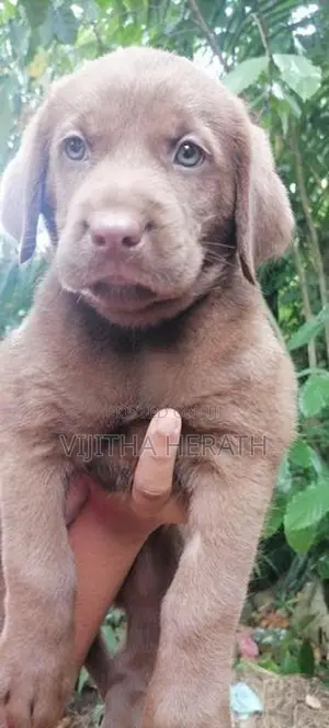 Labrador brown puppies .