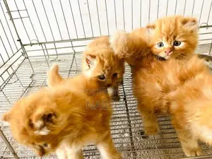 Ginger Kittens