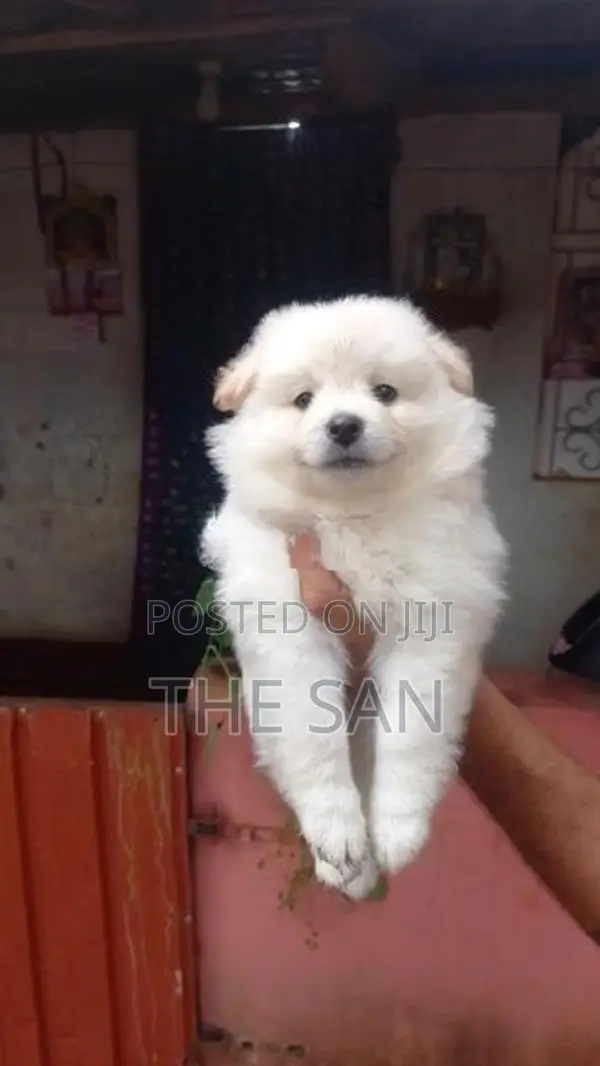 Lion Pomeranian