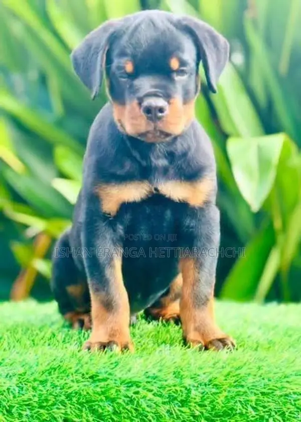 Rottweiler puppies