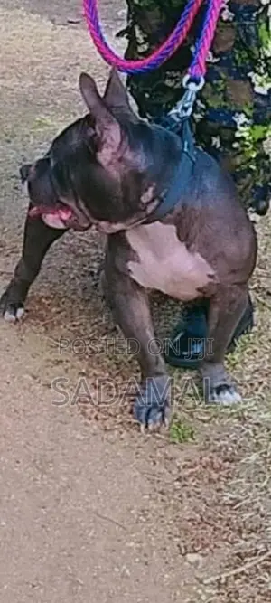 American Bully Crushing
