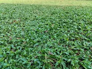 Malaysian grass