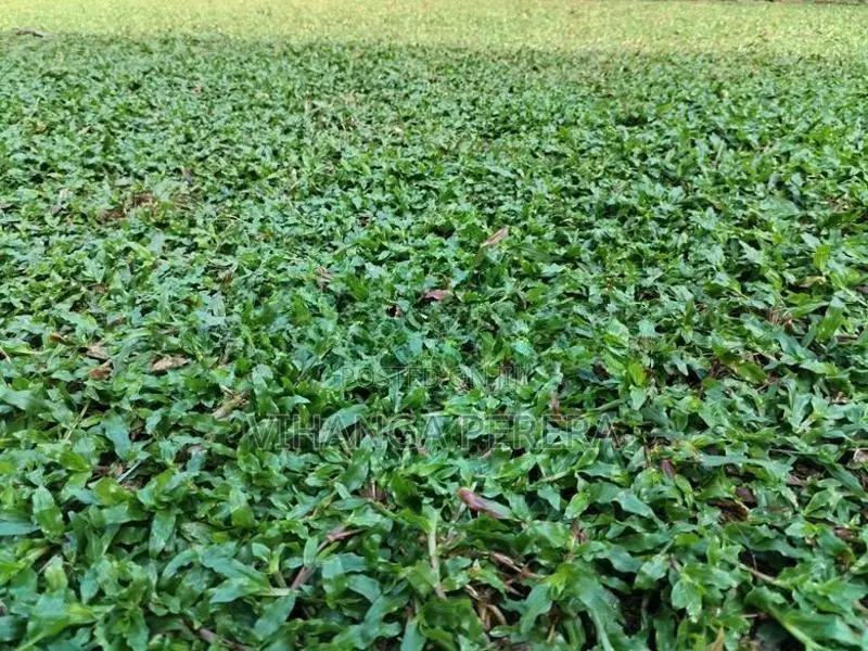 Malaysian grass