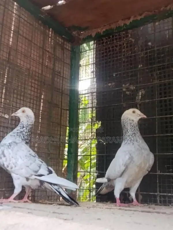 Pigeons