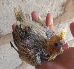 Cocktail bird
