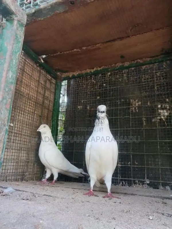 pigeon