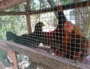 Farm Chickens
